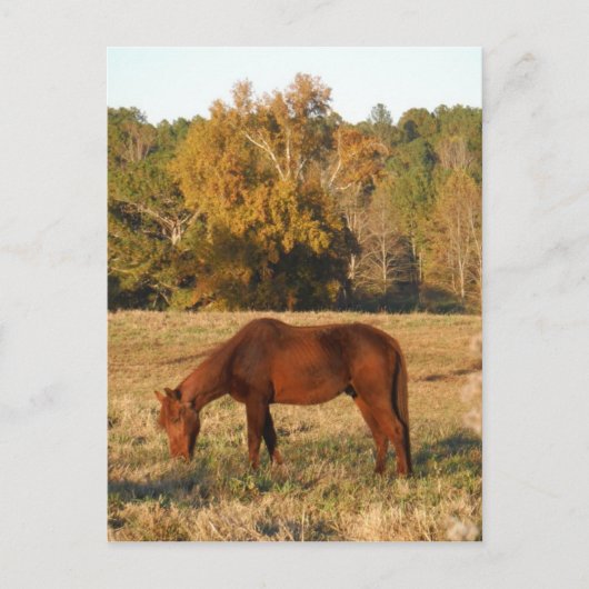Bruin paard in geel boomveld briefkaart (Voorkant)