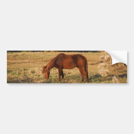 Bruin paard in geel boomveld bumpersticker (Voorkant)