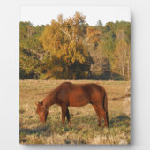 Bruin paard in geel boomveld fotoplaat (Voorkant)