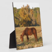 Bruin paard in geel boomveld fotoplaat (Zijkant)