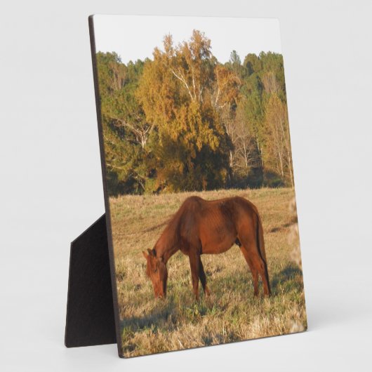 Bruin paard in geel boomveld fotoplaat (Zijkant)