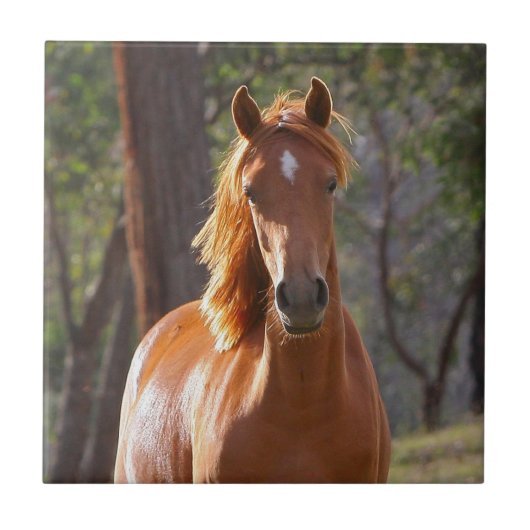 Bruin paard in het zonlicht tegeltje (Voorkant)