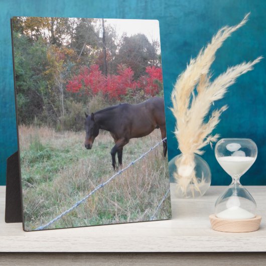 Bruin paard in rode herfstbomen fotoplaat (Zijkant)
