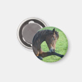  bruin paard lekt in gras magneet (Voorkant / Achterkant)