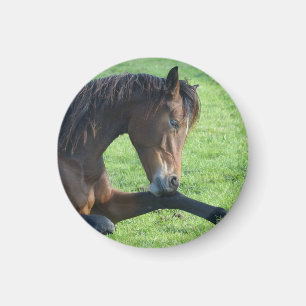  bruin paard lekt in gras magneet