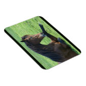  bruin paard lekt in gras magneet (Rechterzijde)