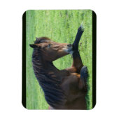  bruin paard lekt in gras magneet (Verticaal)