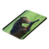  bruin paard lekt in gras magneet (Linkerzijde)