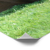 bruin paard lekt in gras poster (Hoek)