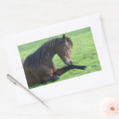  bruin paard lekt in gras rechthoekige sticker (Envelop)
