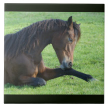  bruin paard lekt in gras