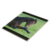  bruin paard lekt in gras tegeltje (Zijkant)