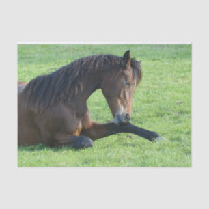 bruin paard lekt in gras tissuepapier