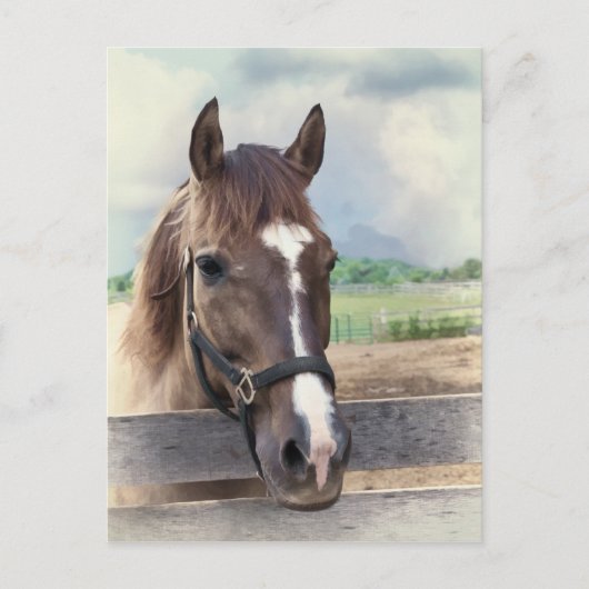 Bruin paard met brigade Briefkaart (Voorkant)