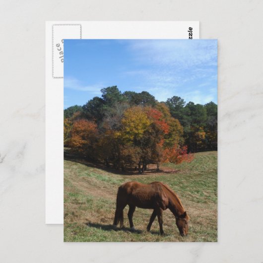 Bruin paard met herfst briefkaart (Voorkant / Achterkant)