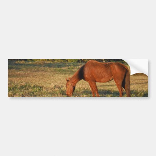 Bruin paard met pijnbomen bumpersticker (Voorkant)