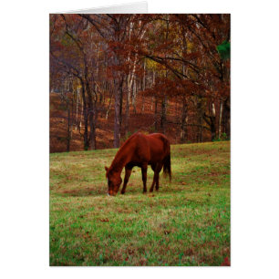 Bruin paard met witte neus aan Bossen rand