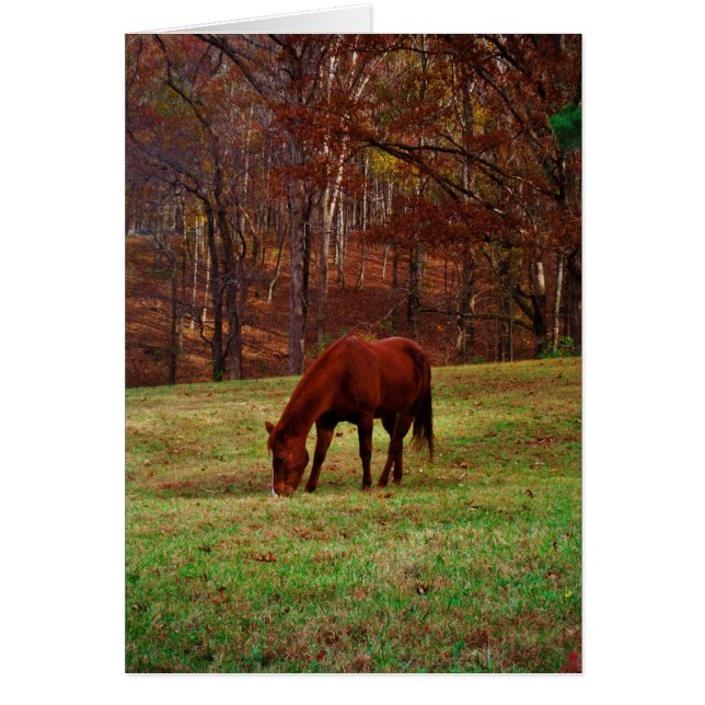 Bruin paard met witte neus aan Bossen rand (Voorkant)