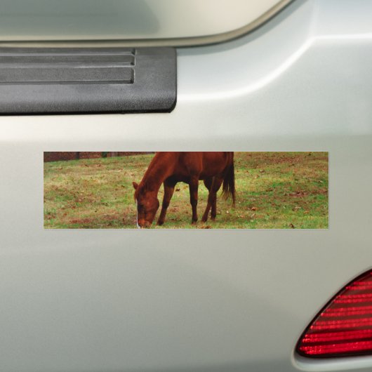 Bruin paard met witte neus aan Bossen rand Bumpersticker (Op auto)