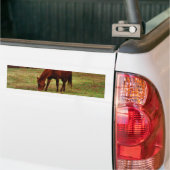 Bruin paard met witte neus aan Bossen rand Bumpersticker (Op Truck)