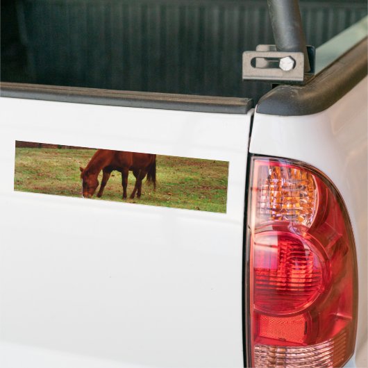 Bruin paard met witte neus aan Bossen rand Bumpersticker (Op Truck)