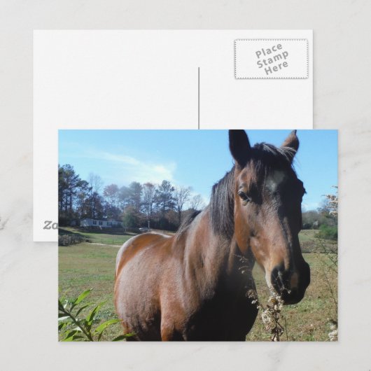Bruin paard tegen blauwe hemel briefkaart (Voorkant / Achterkant)