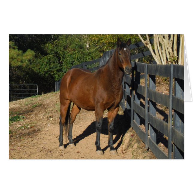 Bruin paard tegen een hek (Voorkant Horizontaal)