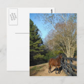 Bruin paard tegen een hek briefkaart (Voorkant / Achterkant)