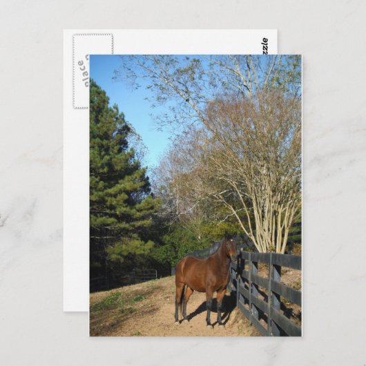 Bruin paard tegen een hek briefkaart (Voorkant / Achterkant)