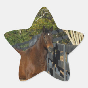 Bruin paard tegen een hek ster sticker