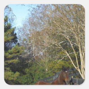 Bruin paard tegen een hek vierkante sticker