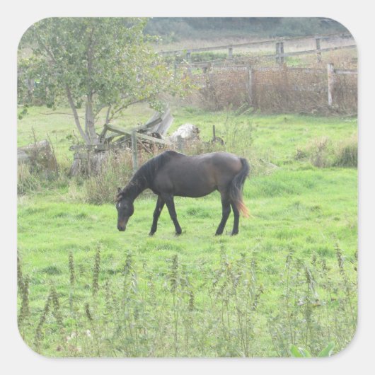 Bruin Paard uit bij Pasture Boerderij Stickers (Voorkant)