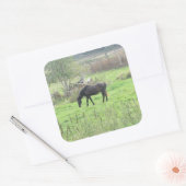 Bruin Paard uit bij Pasture Boerderij Stickers (Envelop)