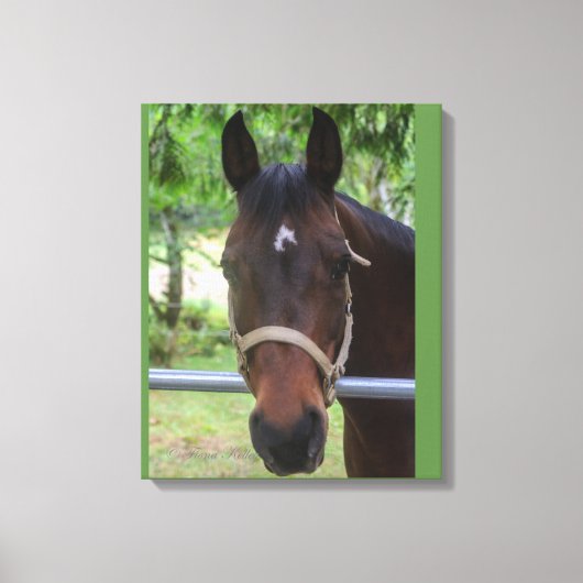 Bruin Paard Verpakt Canvas Afdruk (Voorkant)