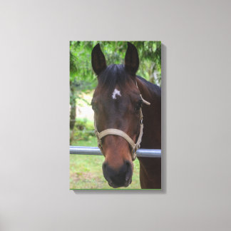 Bruin Paard Verpakt Canvas Afdruk