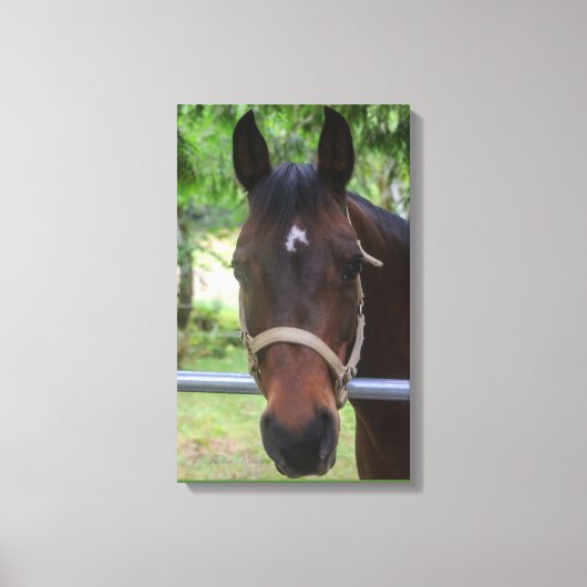 Bruin Paard Verpakt Canvas Afdruk (Voorkant)