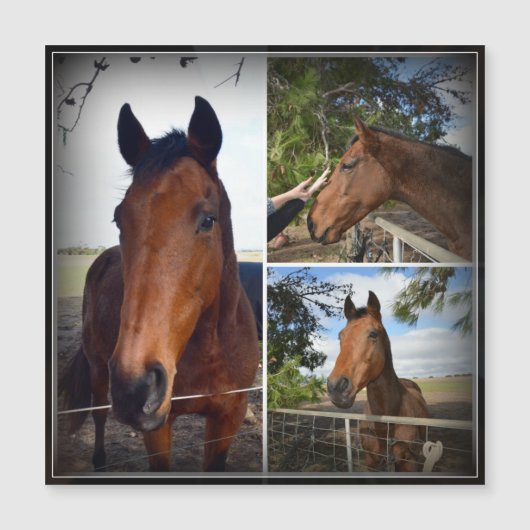 Bruin Paardenfotocollage, magnetische Kaart (Voorkant)
