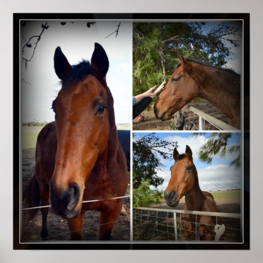 Bruin Paardenfotocollage, Poster (Voorkant)