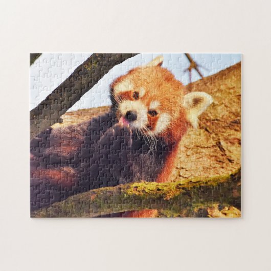 Bruin Panda-Beren. Legpuzzel (Horizontaal)