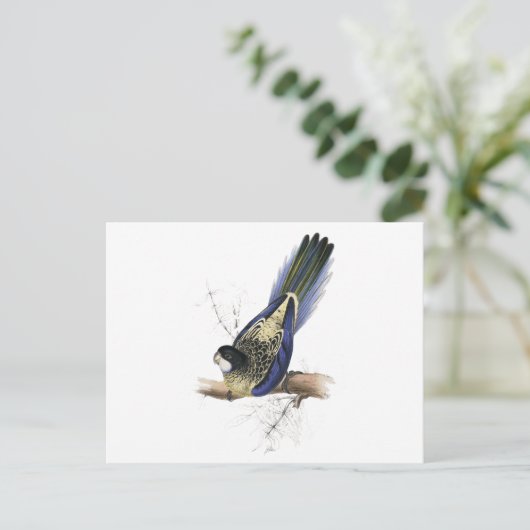 Bruin Parrakeet van Edward Lear Briefkaart (Staand voorkant)
