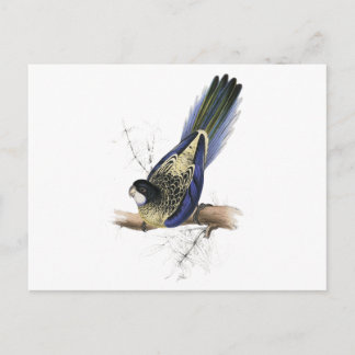 Bruin Parrakeet van Edward Lear Briefkaart