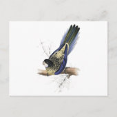 Bruin Parrakeet van Edward Lear Briefkaart (Voorkant)