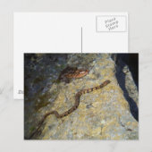 Bruin patroon slang op Rock Briefkaart (Voorkant / Achterkant)