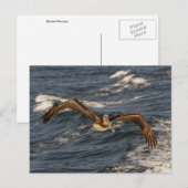 Bruin Pelicaans Briefkaart (Voorkant / Achterkant)