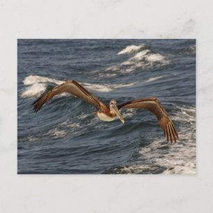 Bruin Pelicaans Briefkaart