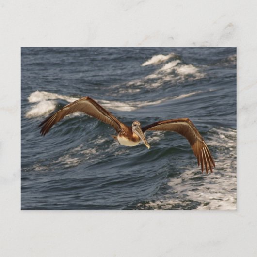 Bruin Pelicaans Briefkaart (Voorkant)