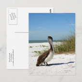 Bruin Pelicaans Briefkaart (Voorkant / Achterkant)