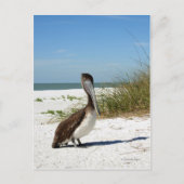 Bruin Pelicaans Briefkaart (Voorkant)