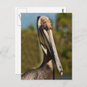 Bruin Pelicaans Briefkaart (Voorkant / Achterkant)