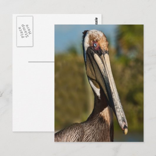 Bruin Pelicaans Briefkaart (Voorkant / Achterkant)